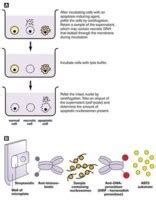 apoptosis cell death detection elisa plus kit|Cell Death Detection ELISA .